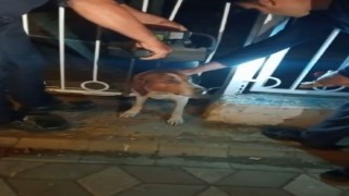 Bandırmada demir parmaklıklara sıkışan köpek kurtarıldı