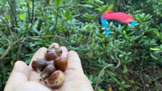 Bartında kestane hasadı başladı