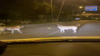 Başıboş sokak köpekleri kazaya davetiye çıkarıyor