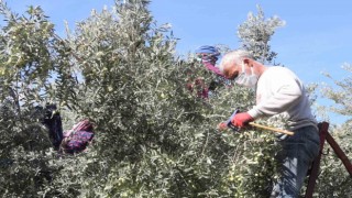 Başkan Murat Orhandan erken zeytin hasadına uyarısı