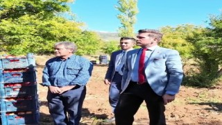 Başkan Tatık, Tavasta nar hasadı yapan üreticileri yalnız bırakmadıı