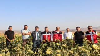 Batmanda yağlık ayçiçeği ekimi devlet desteğiyle yaygınlaştırılacak