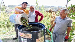 Belediyeden üreticilere ceviz soyma makinesi desteği