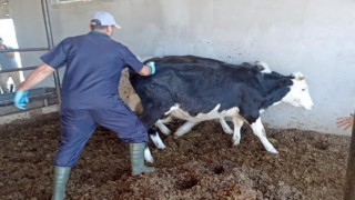 Beyşehirde sonbahar şap aşısı kampanyası sürüyor