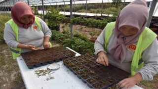 Bilecik Belediyesi kendi kendi serasında binlerce çiçek yetiştiriyor
