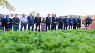 Bilecikte 1 milyon 126 adet marul fidesi dağıtıldı