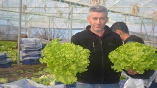 Bilecikte 1 milyon 126 bin adet marul fidesi dağıtılacak