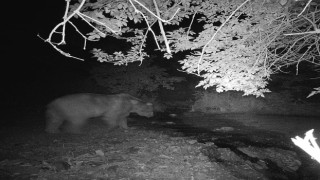 Bilecikte fotokapana yakalanan ayı ve domuzun görüntüsü gülümsetti