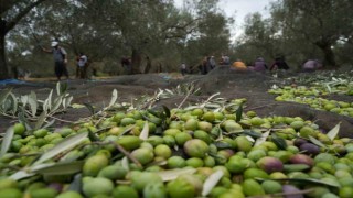Bilinenin aksine siyah ve yeşil zeytin ağaçları ayrı değil