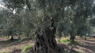 Bin 700 yıllık zeytin ağaçları hala ürün veriyor