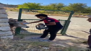 Bingölde demir kapıya sıkışan inek kurtarıldı
