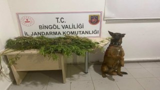 Bingölde uyuşturucuyla mücadele