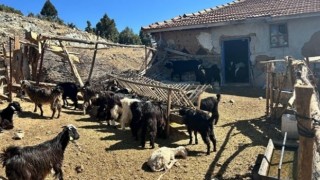 Burdurda kaybolan 42 küçükbaş hayvan jandarma ekipleri tarafından bulundu