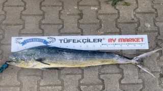 Çanakkalede amatör balıkçıdan dev lambuka