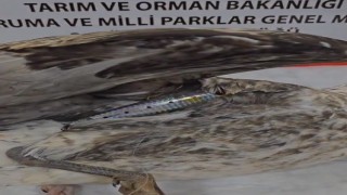 Çanakkalede maket balık saplanan yaralı martıya DKMP ekipleri sahip çıktı