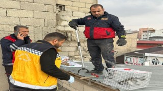 Çatıda mahsur kalan kedi itfaiye ekipleri tarafından kurtarıldı