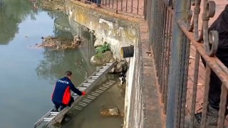 Çaya düşen kedinin yardım çağrısına itfaiye yetişti