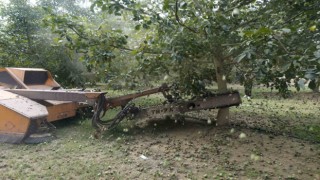 Ceviz hasadından 60 bin ton rekolte bekleniyor