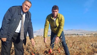 CHP’li Gürer, “600 Ton Domates Tarlada Çürüdü”