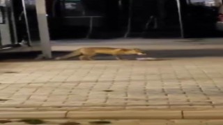 Ciğercinin ‘en sevimli müdavimi