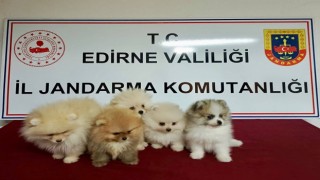 Cins köpekler jandarmayı geçemedi