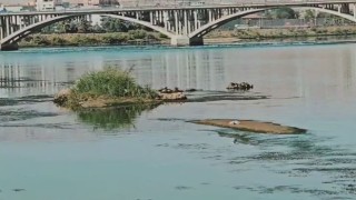 Cizrede su yüzeyine çıkmaya çalışan su samuru, martı saldırısına uğradı