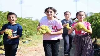 Çocuklar üzüm hasadına renk katıyor
