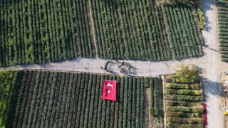 Cumhuriyetin 101 için zeytin fidanlarıyla Türk Bayrağını oluşturdu
