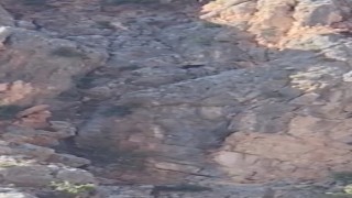Dağda mahsur kalan keçiler kurtarılmayı bekliyor