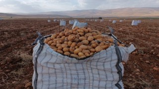 Darendede patates hasadına başlanıldı
