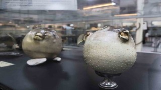 Denizlerdeki 400 farklı canlı türü İzmirde meraklıları için sergileniyor