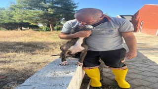 Denizlide yasak ırk köpekler uygun şartlarda bakılıyor
