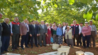 Denizlinin ceviz üretiminde yüzde 46 artış bekleniyor