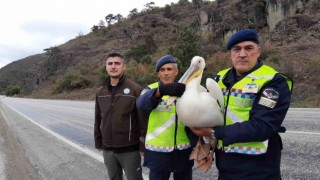 Devriye atan jandarma pelikan kuşu buldu: Hamsiyle beslediler