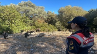 Dilek Yarımadasında jandarma denetimi
