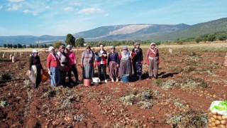 Domaniçte patates hasat çalışmaları kontrol edildi