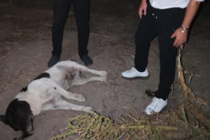 Dörtyol'da 11 Köpek Zehirlendi İddiası: Jandarma Harekete Geçti