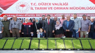 Düzcede çiftçilere 250 bin marul fidesi dağıtıldı