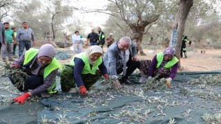 Edremit Belediyesinde zeytin hasadı başladı