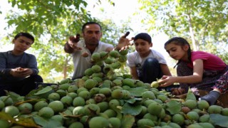 Elazığda ceviz hasadı başladı