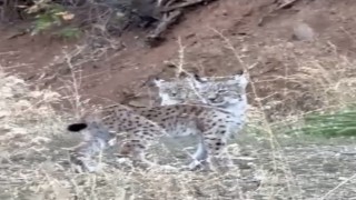 Elazığda nesli tükenme tehlikesi altında olan 2 vaşak görüntülendi