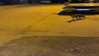 Elazığda tilkiden şehir gezintisi
