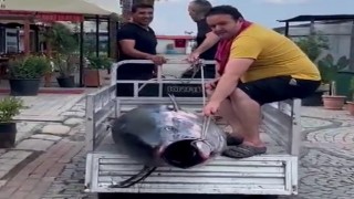 Erdekte tarihi av...207 kiloluk dev orkinos sahile çıkarıldı