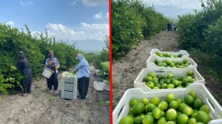 Erzin'de Limon Hasadı Başladı