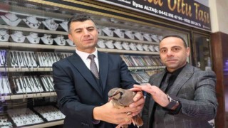 Erzurumda kınalı kekliğe uzanan şefkatli eller