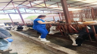 Evcilerde şap hastalığına karşı çalışmalar sürüyor