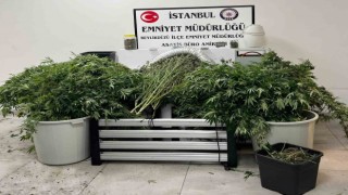 Evi uyuşturucu serasına çevirip ticaret yapan şahıslara operasyon