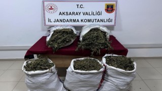 Evinin bahçesinde kenevir yetiştiren şahıs tutuklandı