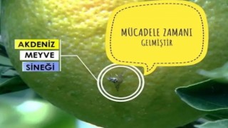 Fethiyede Akdeniz Meyve Sineği ile mücadele