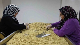 Fındıkta hasat ve kurutma bitti; kırma, kavurma ve paketleme dönemi başladı